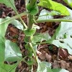 Solanum mauritianum Diğer