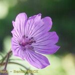 Geranium malviflorum Λουλούδι