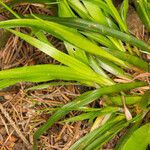 Luzula pilosa Leaf