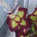 Coleus scutellarioidesFleur