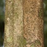 Isertia spiciformis Bark