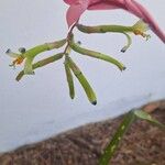 Billbergia distachia Kwiat
