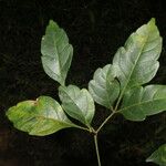 Serjania membranacea Leaf