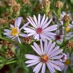 Symphyotrichum laeve Цвят