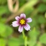 Sisyrinchium micranthum Flower