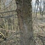Populus × canescens Кара