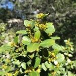 Rhamnus alaternus पत्ता