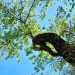 Populus deltoides Habitus