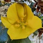 Fremontodendron californicumফুল