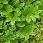 Polygonatum latifolium 葉