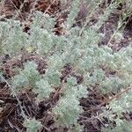 Artemisia frigida Blatt