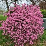 Rhododendron catawbiense Elinympäristö