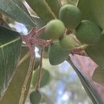 Noronhia emarginata Fruit