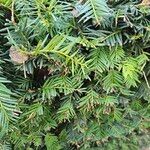 Taxus canadensisLeaf