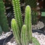 Chamaecereus silvestrii Φύλλο