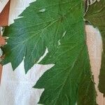 Heracleum dissectum Blad