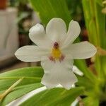 Miltoniopsis warszewiczii