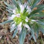 Pycnocomon rutifolium Flower