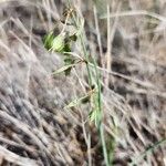 Chlorophytum pendulum Blomst