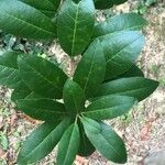 Photinia arbutifolia Leaf