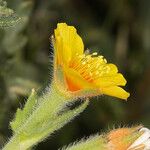 Mentzelia veatchiana Flower