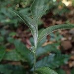 Bolbitis auriculata Leaf