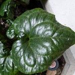 Asarum caudatum ᱥᱟᱠᱟᱢ