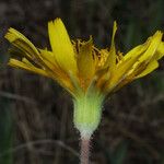 Krigia dandelion Flower