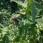 Atriplex sagittata Blad