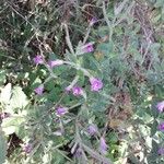 Epilobium hirsutum Blomma