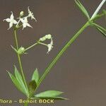 Galium obliquum Other