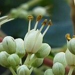 Tetradium daniellii Flower