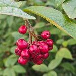 Cotoneaster bullatus Fruit