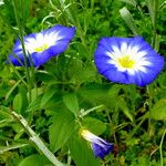 Convolvulus tricolor Kvet