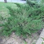 Cupressus lusitanica Агульны выгляд