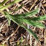 Nidorella aegyptiaca Leaf