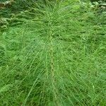 Equisetum telmateia 整株植物