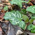 Arum italicum পাতা