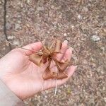 Ceiba aesculifolia Virág