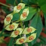 Euphorbia genoudiana花