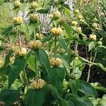 Phlomis russeliana Хабит