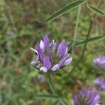 Bituminaria bituminosa Flower