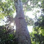 Dipterocarpus grandiflorus Bark