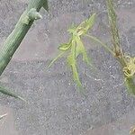 Adenia globosa Leaf