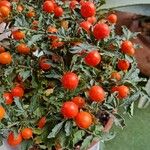 Solanum pseudocapsicum Leaf