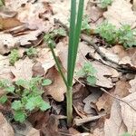 Allium oleraceum Fulla