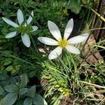 Zephyranthes candida Blomma