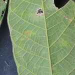 Sorocea pubivena Leaf