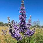 Vitex agnus-castusBlomst