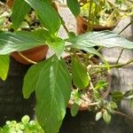 Barleria oenotheroides Liść